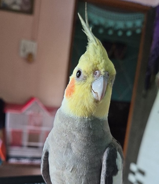 Avatar